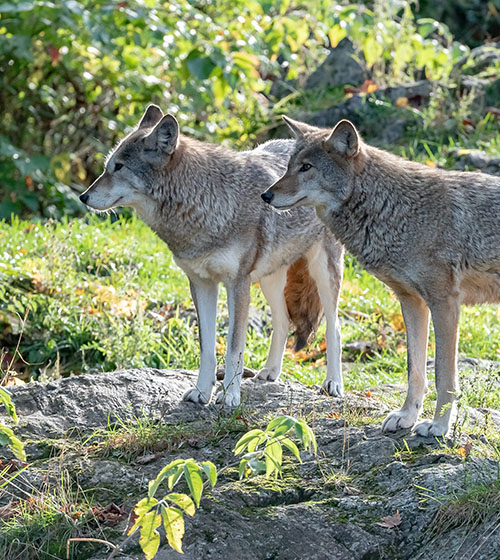 Познакомьтесь с волками в городе Антекера