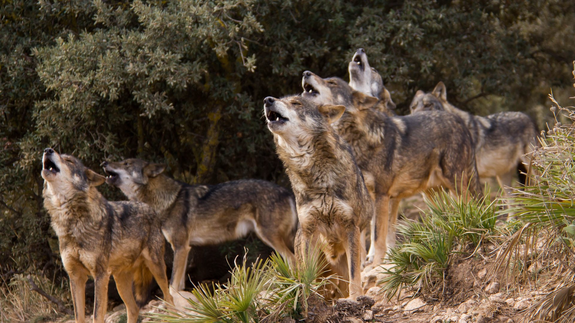 Wolves in Lobo Park