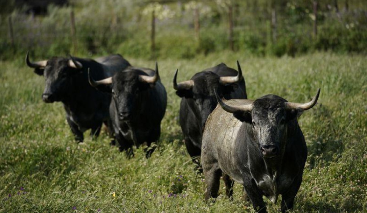 Tauromachie à Antequera