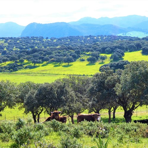 El Toro, La Saucedilla Farm