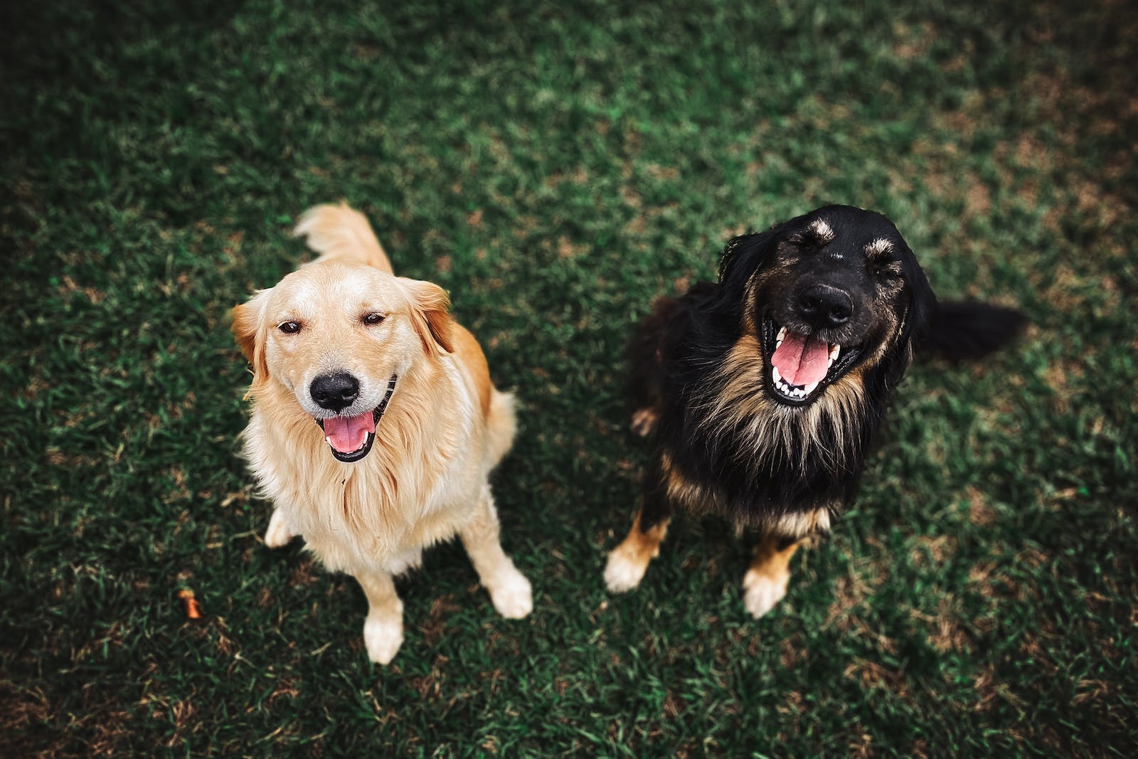 Dogs in a park smiling